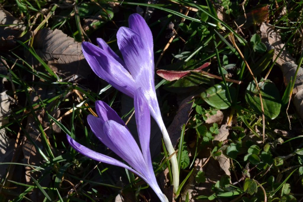 Crocus vernus e altri crocus ?